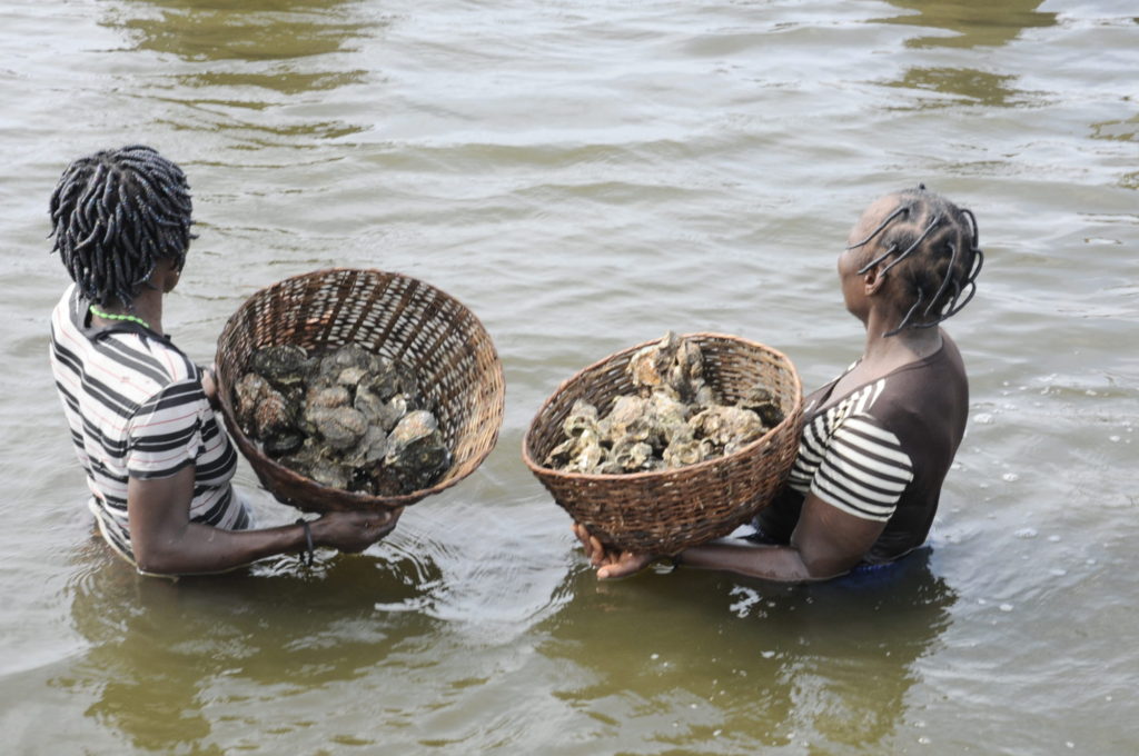 Pêche d'huîtres fructueuse, Ganvié 2013